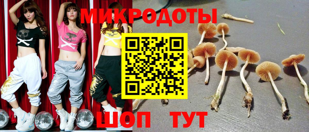 Псилоцибиновые грибы Psilocybe Омск